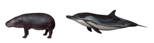 鯨偶蹄目に分類される哺乳類（左からコビトカバの剥製標本、スジイルカのFRP標本）