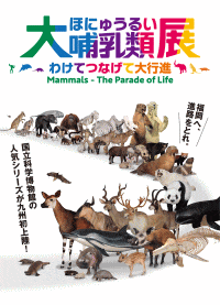 福岡市博物館「大哺乳類展 ―わけてつなげて大行進」